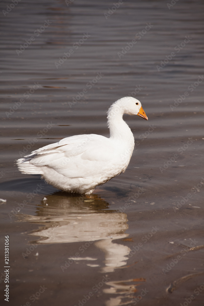 goose goose