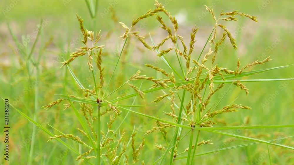 The grass in the wind during the rainy season. The grass in the wind during the rainy season.