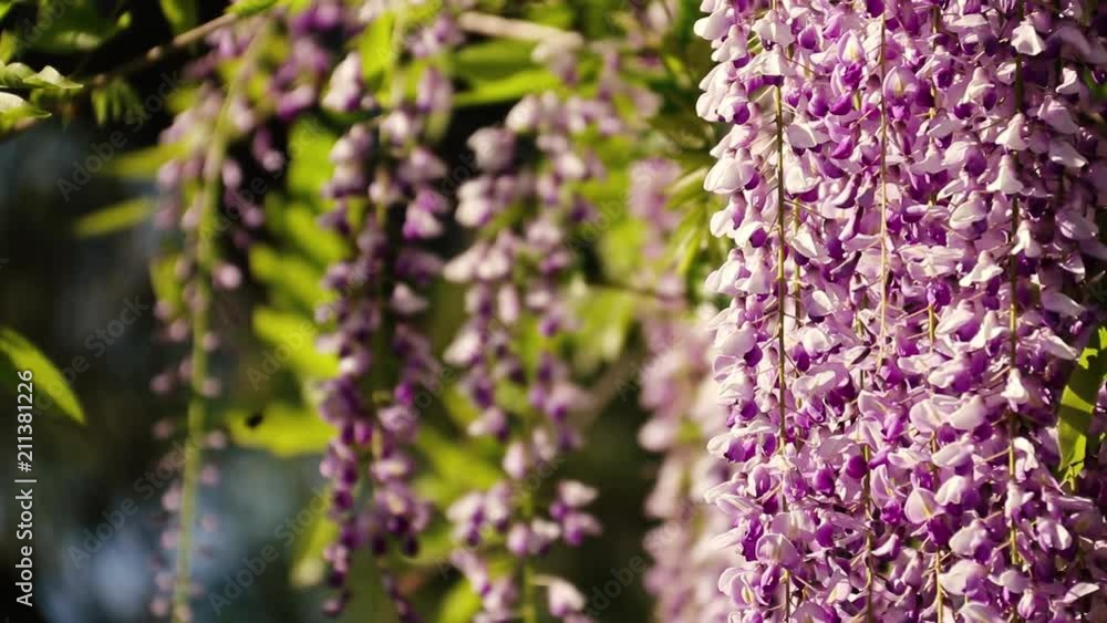 A lot of bees around purple flowers, in summer. A lot of bees around purple flowers, in summer.