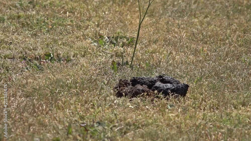 Slow motion recording of flies gathering on dog poo Slow motion recording of flies gathering on dog poo