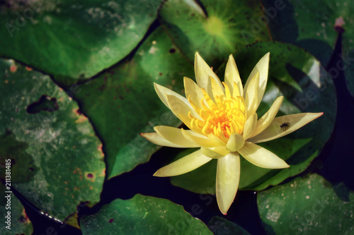 water lily  