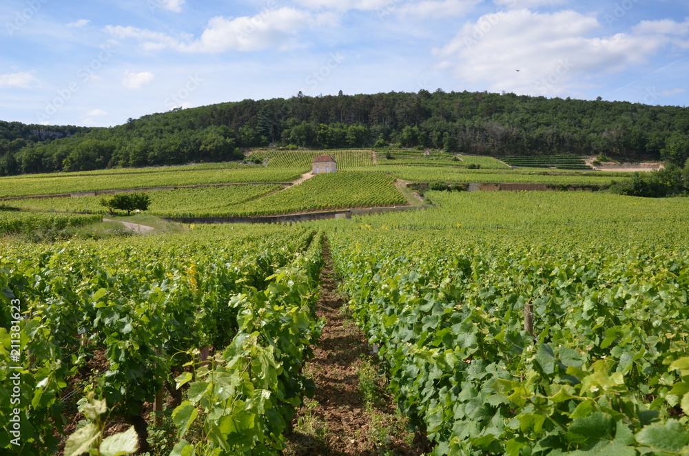 VIGNE ET CABANE DE VIGNERON GEVREY- CHAMBERTIN Cote d'Or BOURGOGNE FRANCE