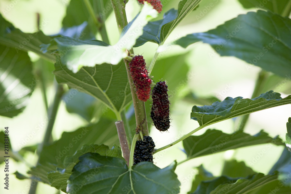 Nature of Mulberry on the tree fresh green in garden. Nature of Mulberry on the tree fresh green in garden.