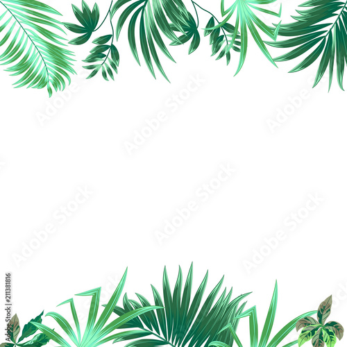 Tropical jungle vector background, frame with palm tree and leaves.