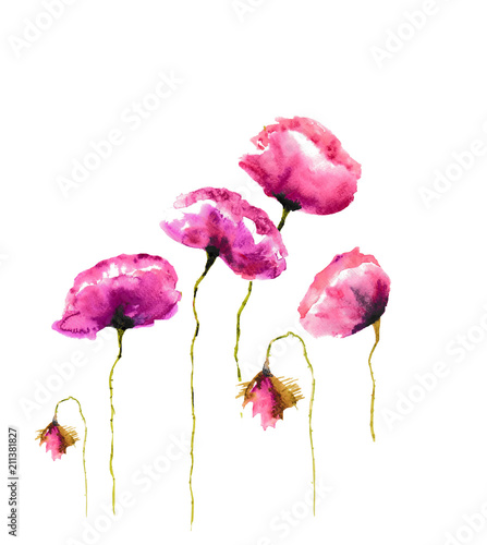 Poppy flowers on white background, watercolor illustrator , hand painted