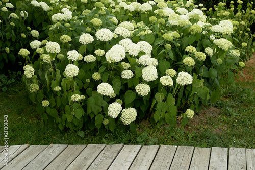 Hydrangeas in the wild. In the Park. Flowering photo