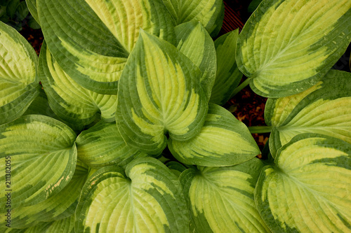 Texture hosta in the garden or park. Closely
