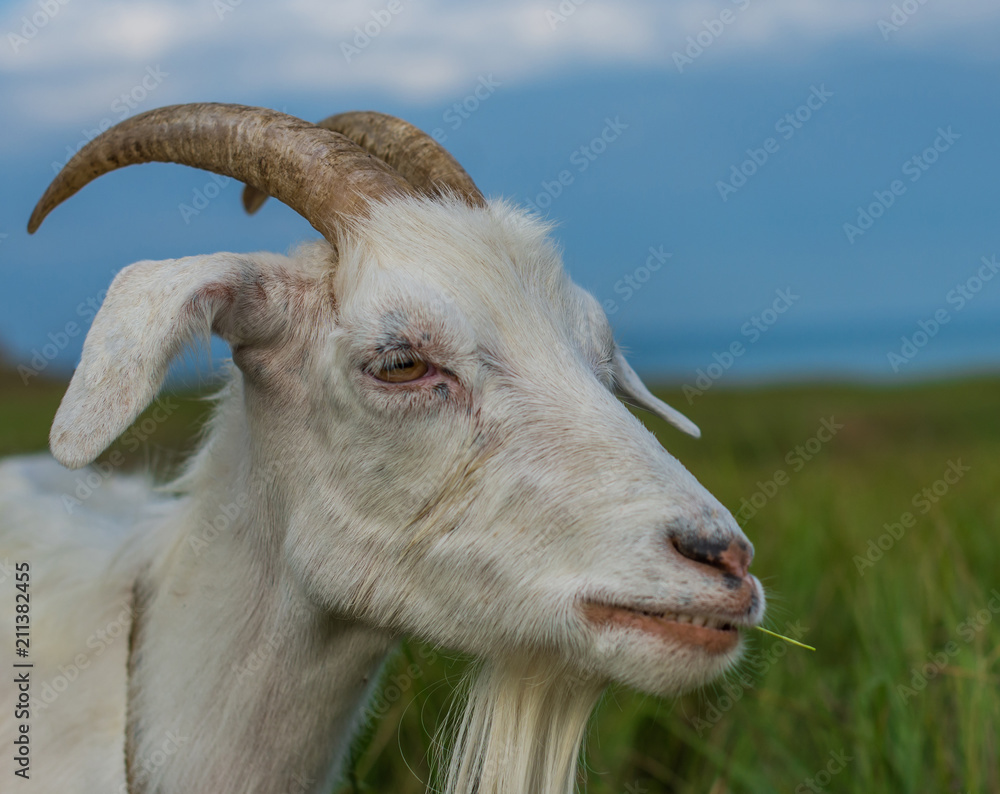 White goat with a straw sticking out of his mouth White goat with a straw sticking out of his mouth