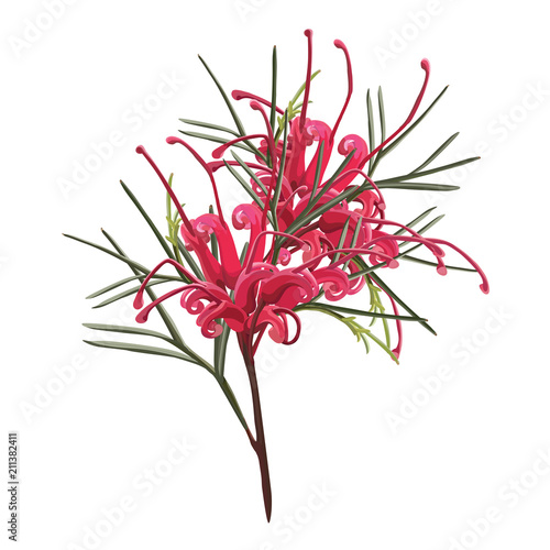 Australian Red Grevillea Vector