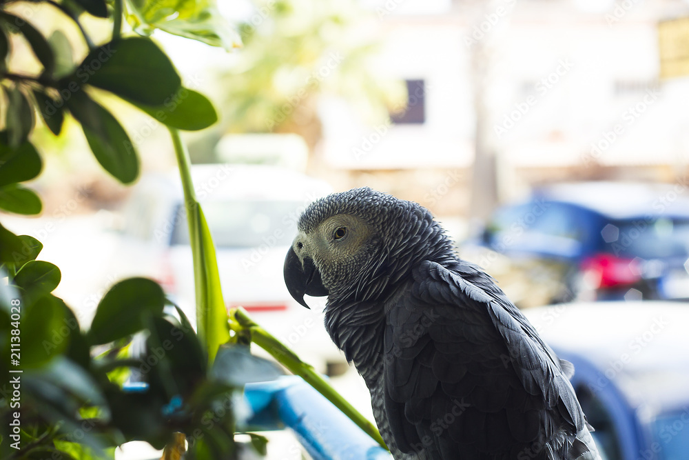 Obraz premium African grey parrot portrait. Psittacus erithacus bird
