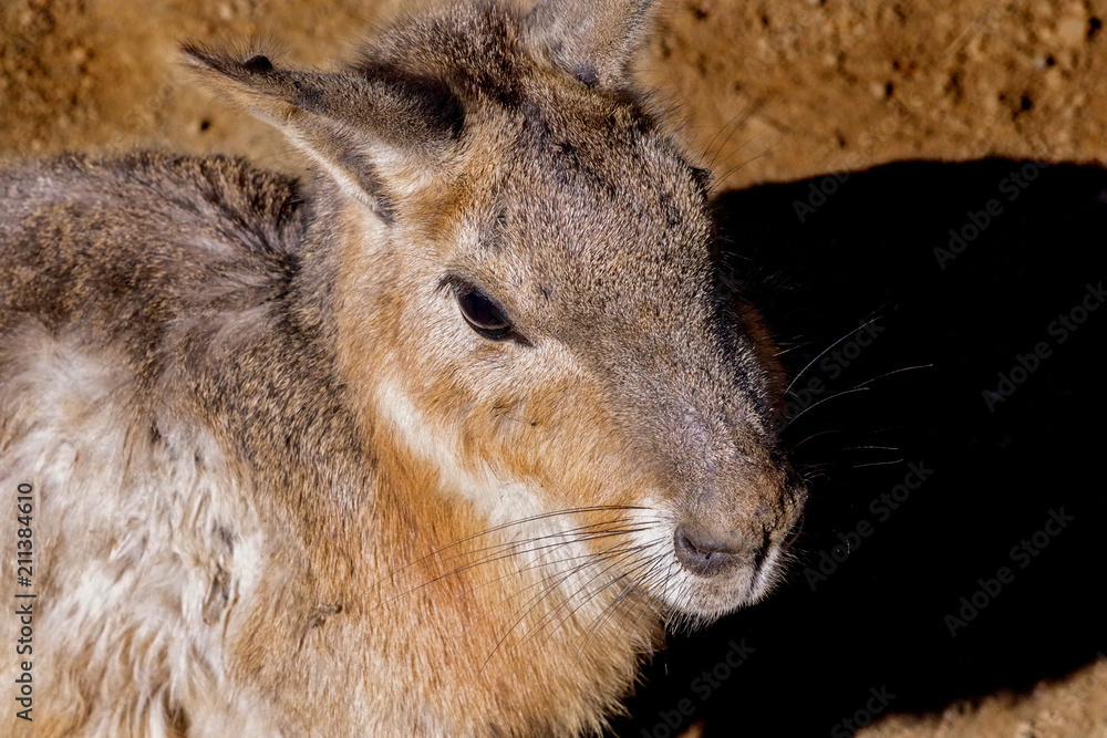 マーラ　齧歯動物