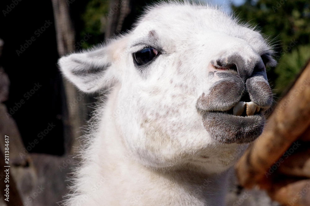 ラマ 面白い顔 Stock 写真 Adobe Stock