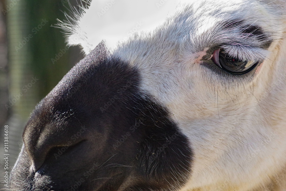 ラマ 面白い顔 Stock 写真 Adobe Stock