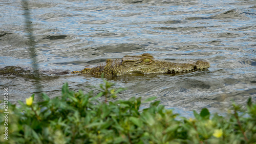 Krokodil in einem Fluss in Afrika