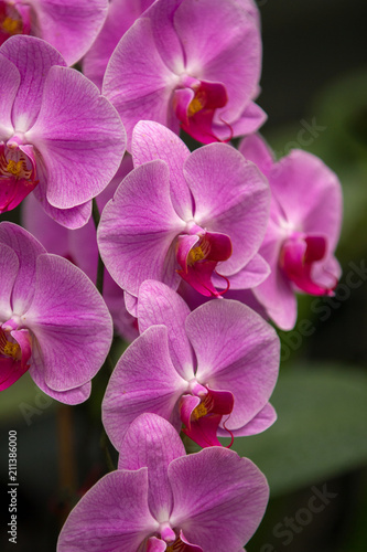 Pink Orchids in a vertical arrangement