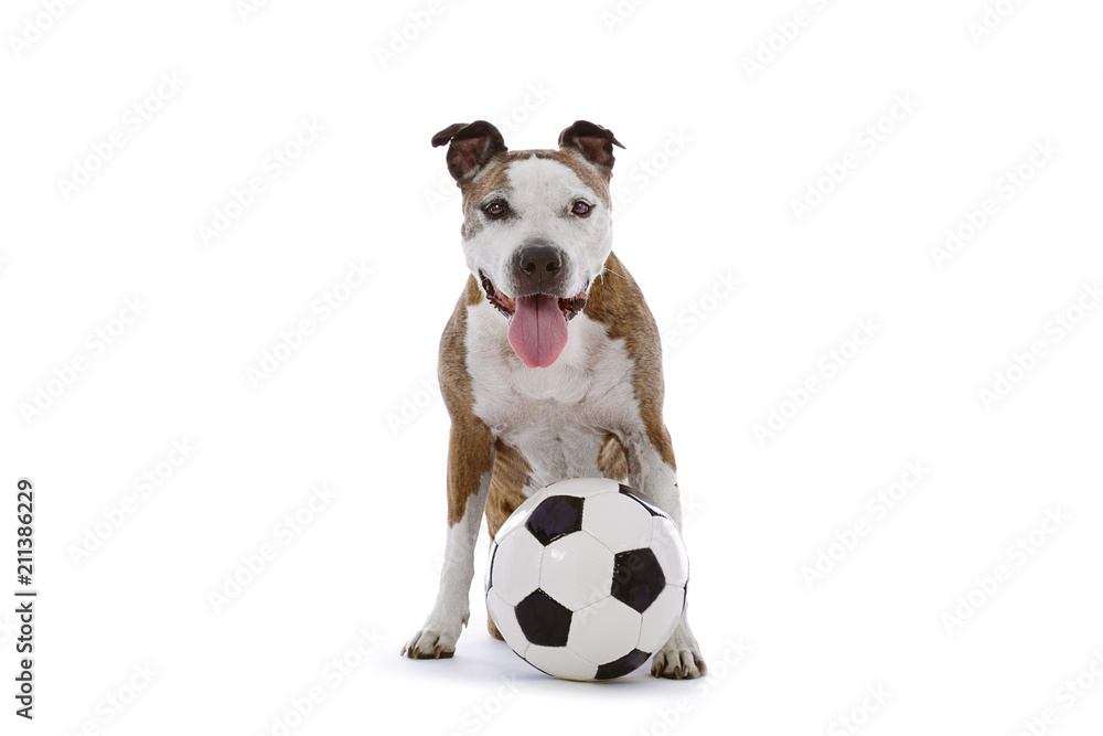 chien american Staffordshire terrier avec ballon de football foto de Stock  | Adobe Stock
