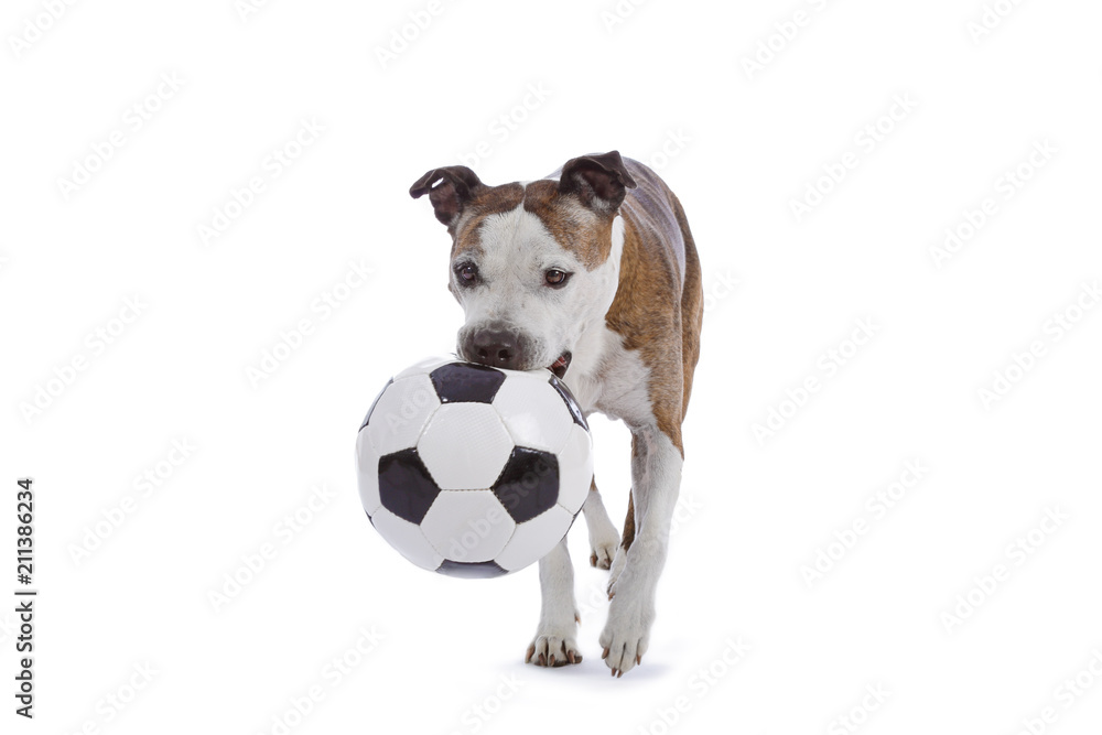 chien american Staffordshire terrier avec ballon de football Stock Photo |  Adobe Stock