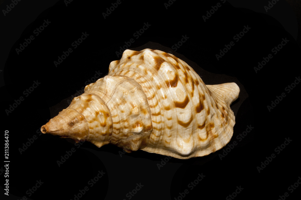 shell isolated on black background