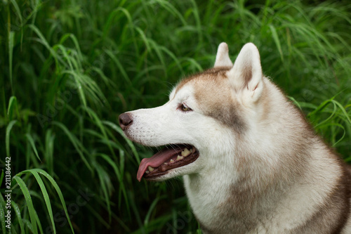 Close-up portrait of beautiful beige dog breed siberian husky with tonque hanging out sitting in the high green grass