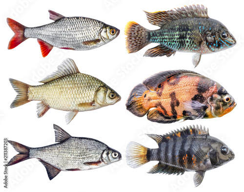 Freshwater colorful fish river isolated set