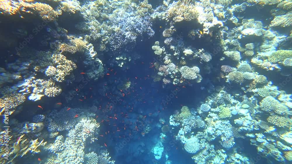 Nurkowanie Dahab Nurkowanie Dahab