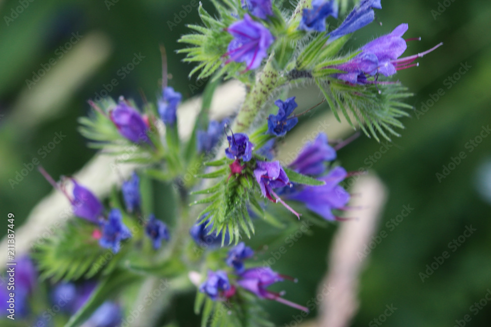 Echium vulgare, known as vipers bugloss and blueweed Echium vulgare, known as vipers bugloss and blueweed