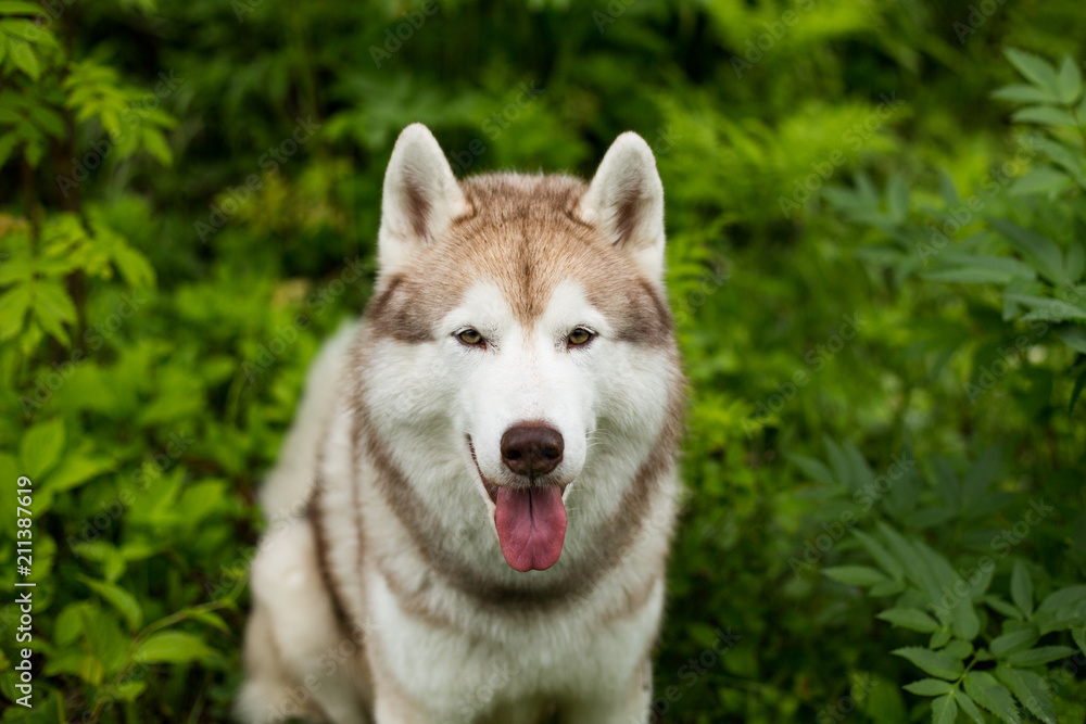 Portrait of gorgeous beige dog breed siberian husky with tonque hanging out standing in the green forest