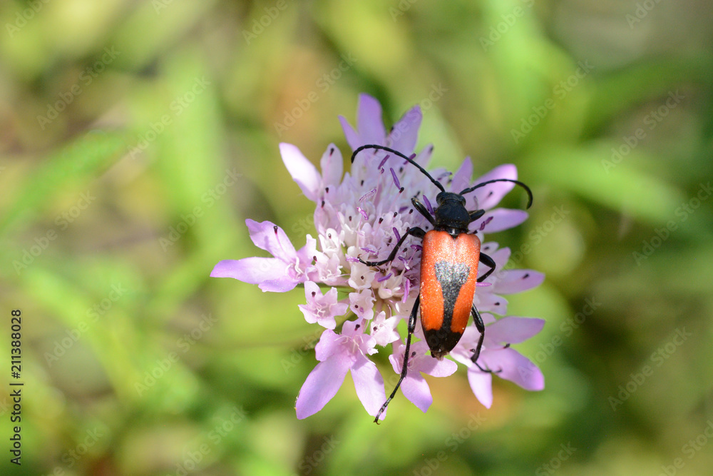 the worlds of insects/Beetle feeds on the pollen of a small flower
