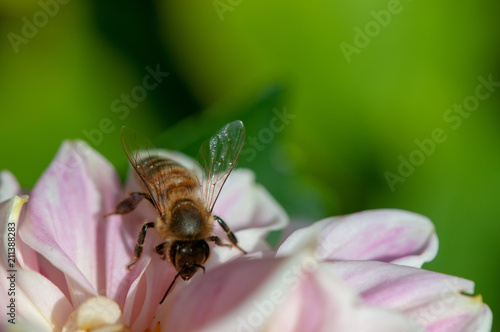 Biene in Dahlienblüte