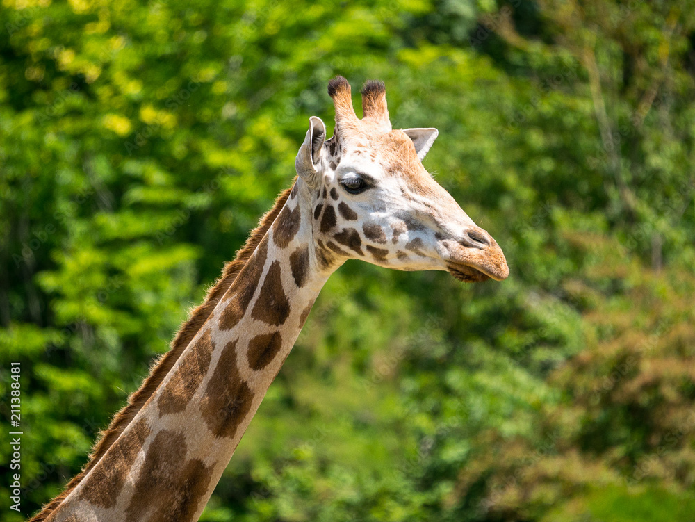 Girafe Girafe
