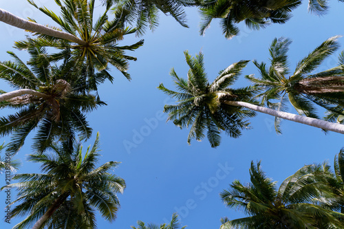 Coconut palm trees in the blue sky background  image for summer background.