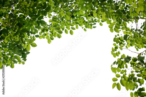 green leaves isolated on white background