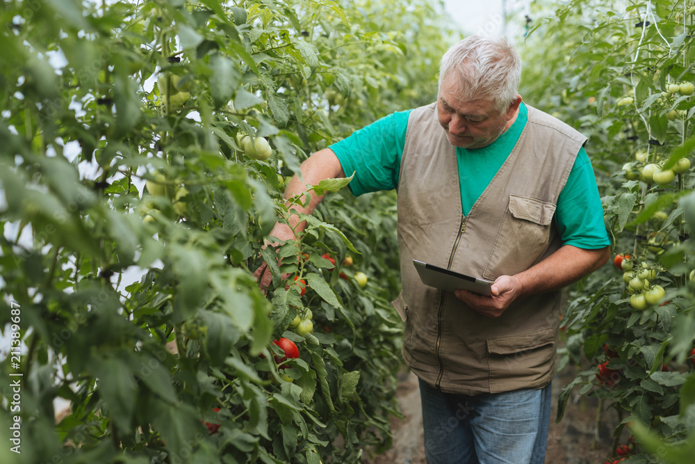 Fototapeta premium The farmer controls the growth of tomatoes in the greenhouse
