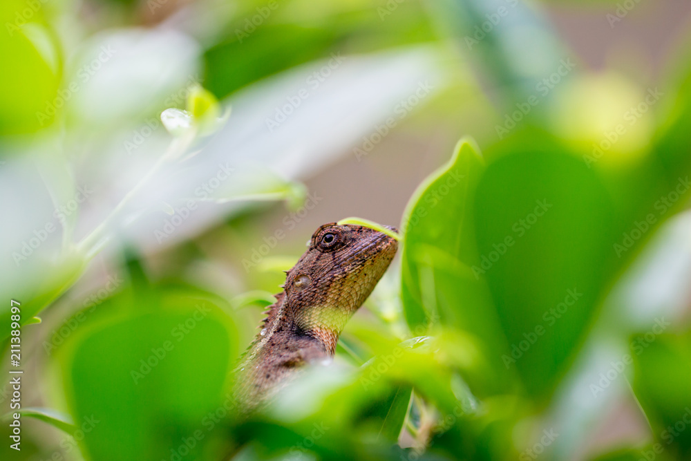 Naklejka premium chameleon on leaf in raining.zoom macro close up.