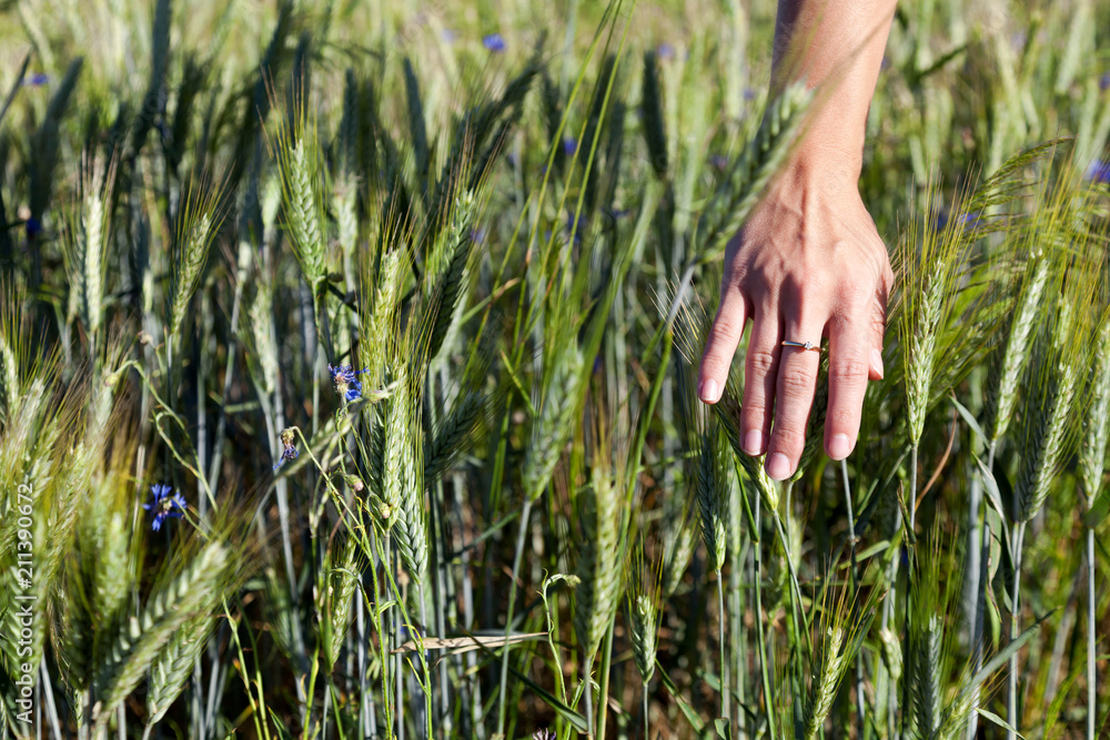 Obraz premium Hand with an engagement ring touching the growing grain.