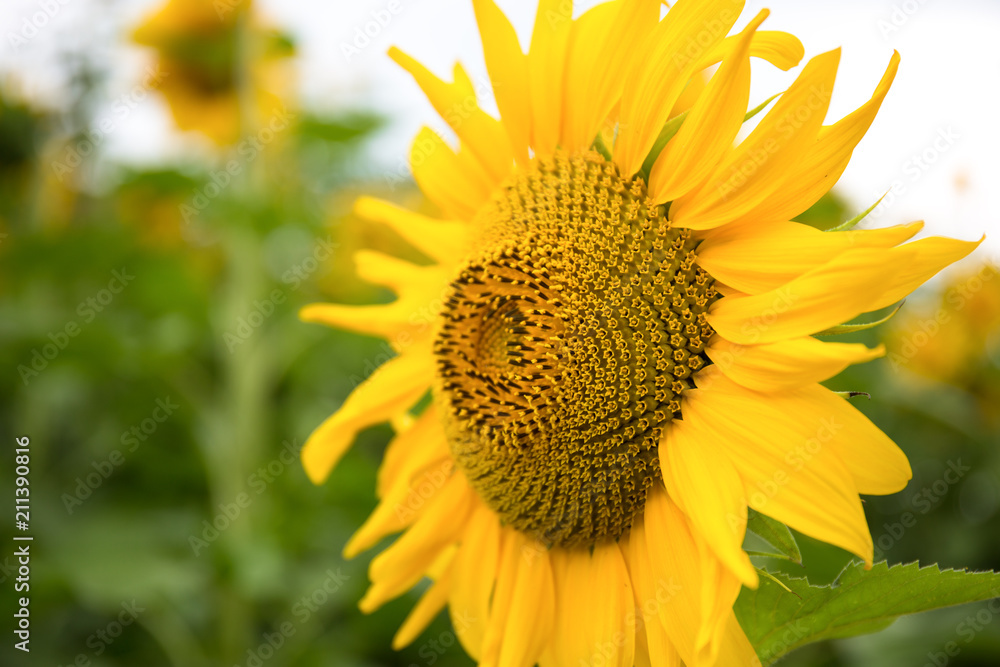 Abstract background of sunflower among sunlight Abstract background of sunflower among sunlight