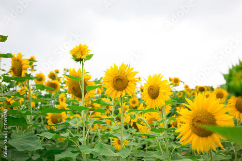 Abstract background of sunflower among sunlight