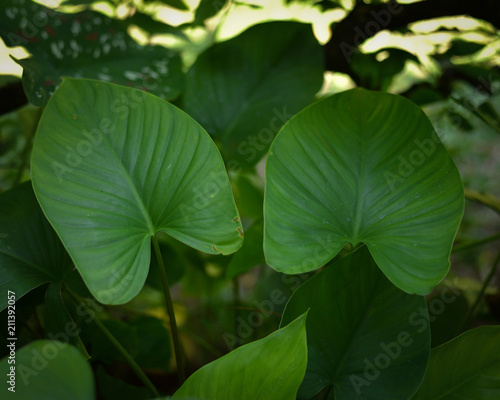 plants at an evening