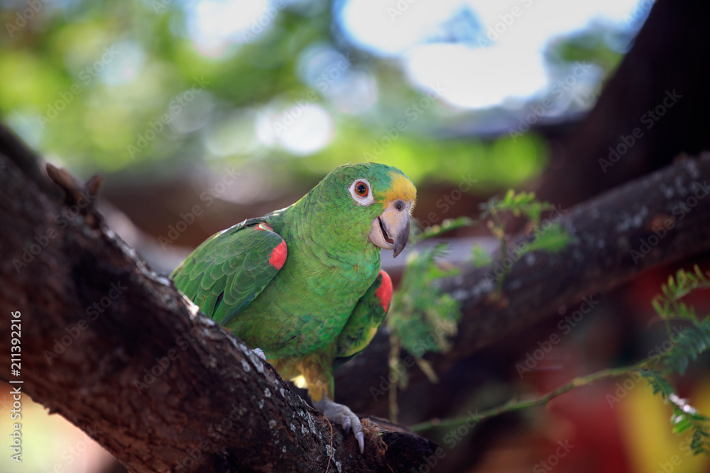 Green Parrot sitting on a Tree Branch - Outdoors, Nature Wildlife, South America Green Parrot sitting on a Tree Branch - Outdoors, Nature Wildlife, South America