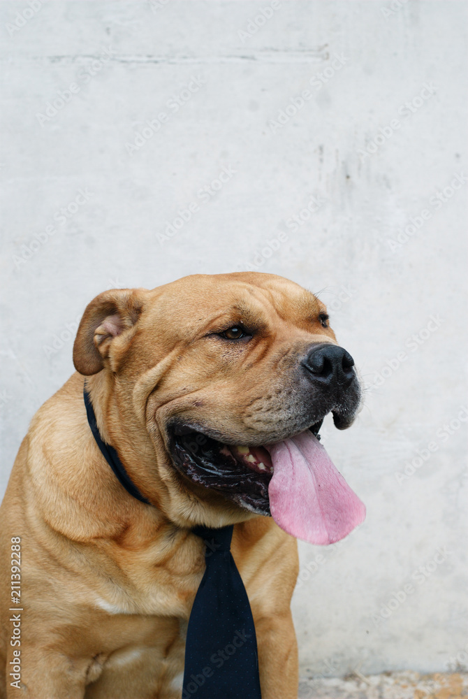 Red dog breed Cane Corso in a tie on a gray background