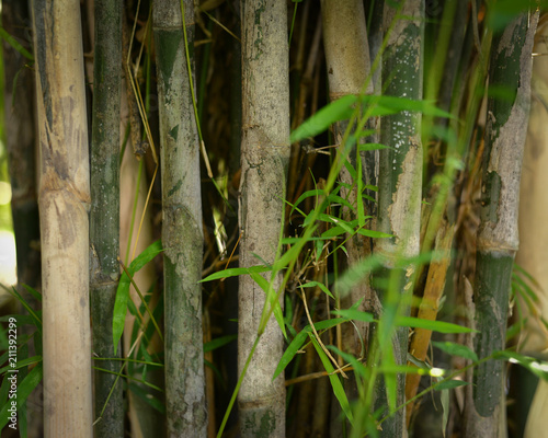 plants at an evening