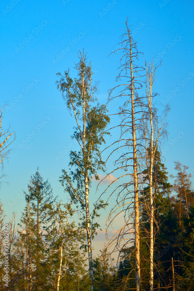 High trees in the Moscow forest near the international airport S High trees in the Moscow forest near the international airport S