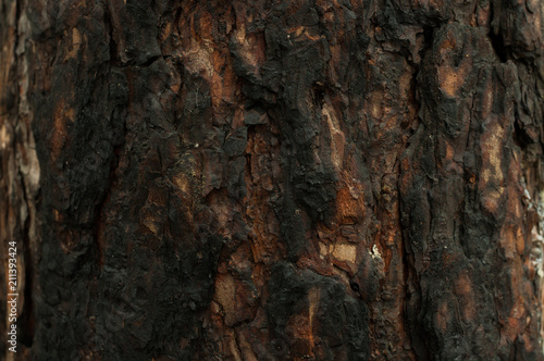 Wallpaper Mural wood Torontodigital.ca