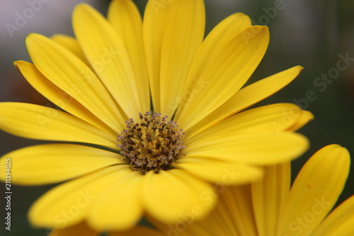 Yellow Flower