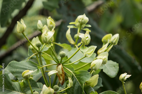 Green flower of teak tree with green leaf