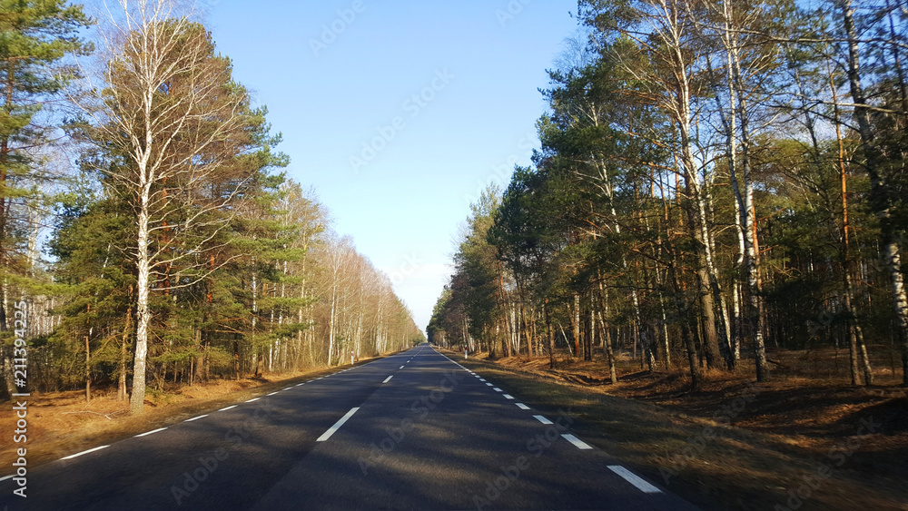 Obraz premium Droga przez las