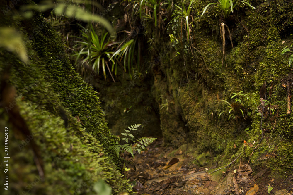 indigenous roads in the arvi park