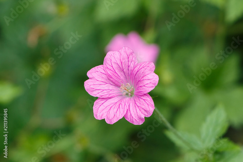 Fototapeta Naklejka Na Ścianę i Meble -  Fleur de géranium rose