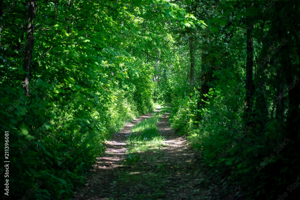 Chemin baigné de lumière dans un bois au bord de la Moselle Chemin baigné de lumière dans un bois au bord de la Moselle