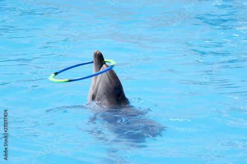 trained dolphin twists the hoop